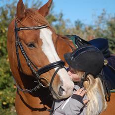 Hollandsk Varmblod Tina HL