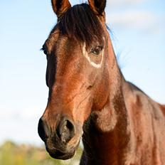 Traver Ofero Langdel *Øffe*