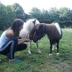 Dansk Miniature Egehøjs Palermo Picasso