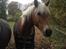 Tyroler Haflinger Wilox