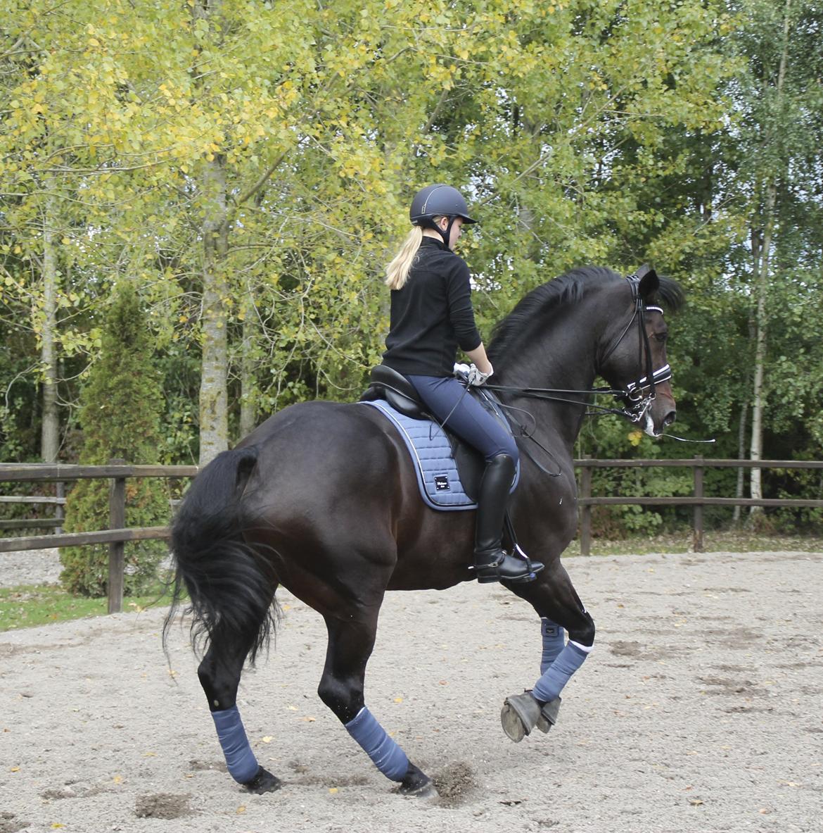 Oldenborg Hestbækvejens Begman - A Hest - Træning oktober 2013 billede 4