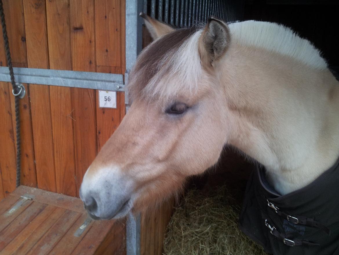 Fjordhest Macur (R.I.P 02-07-2014) billede 5
