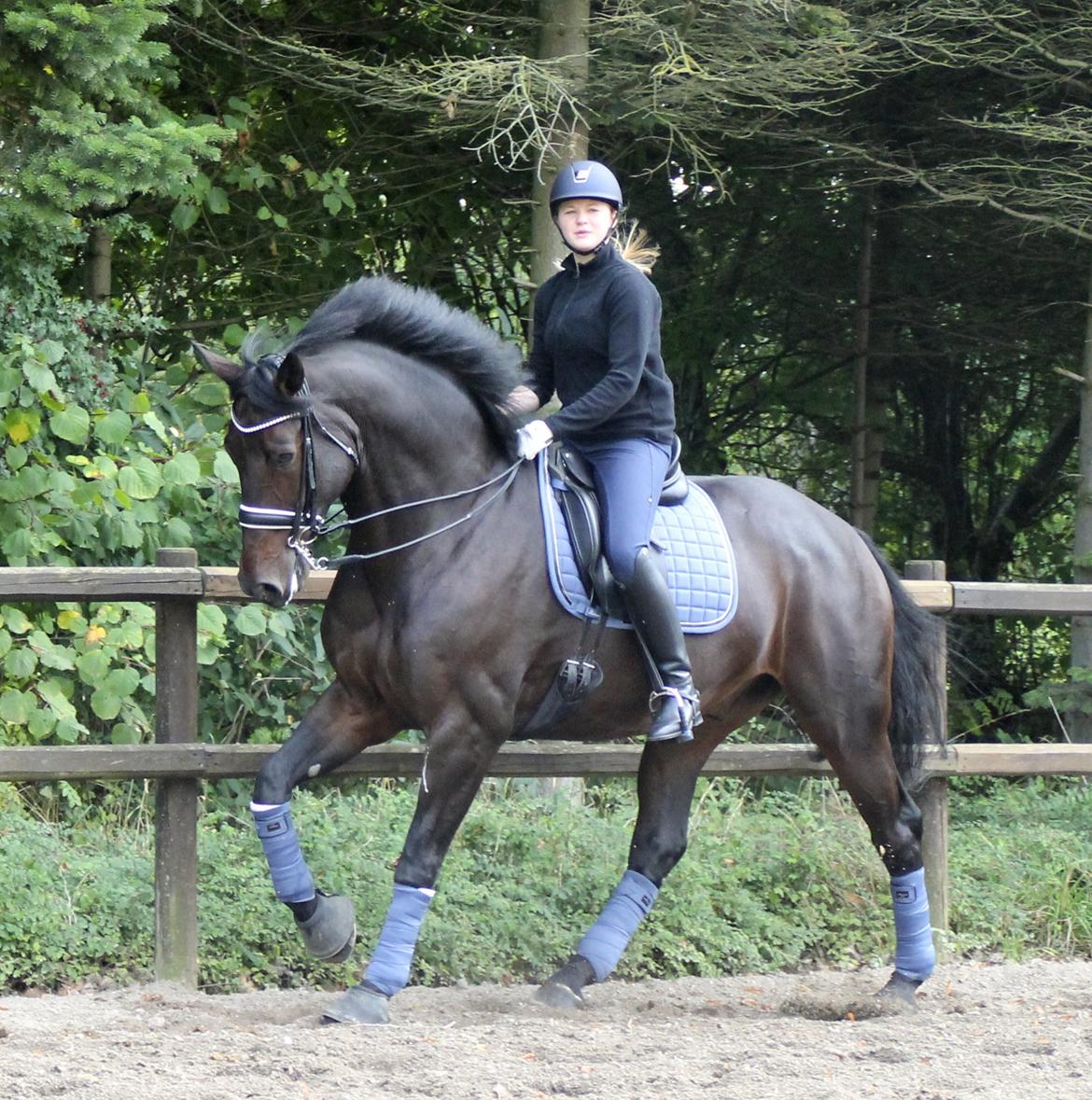 Oldenborg Hestbækvejens Begman - A Hest - Træning oktober 2013 billede 17