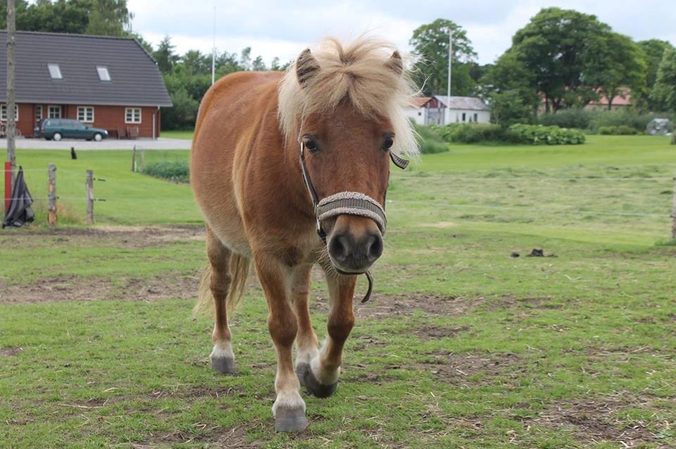 Shetlænder Ingstrups Sandra billede 14