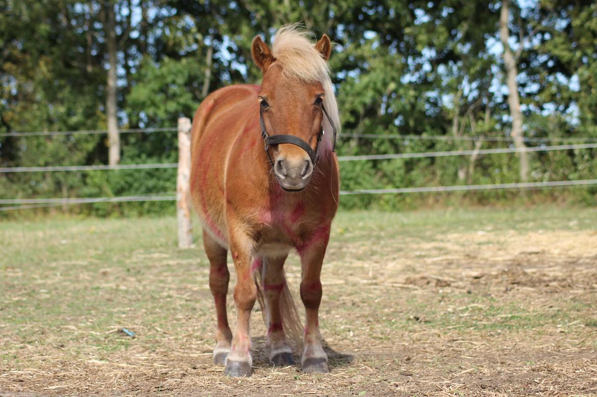 Shetlænder Ingstrups Sandra billede 1