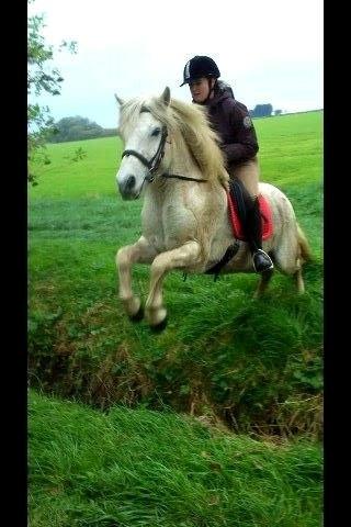 Islænder Jökull billede 18