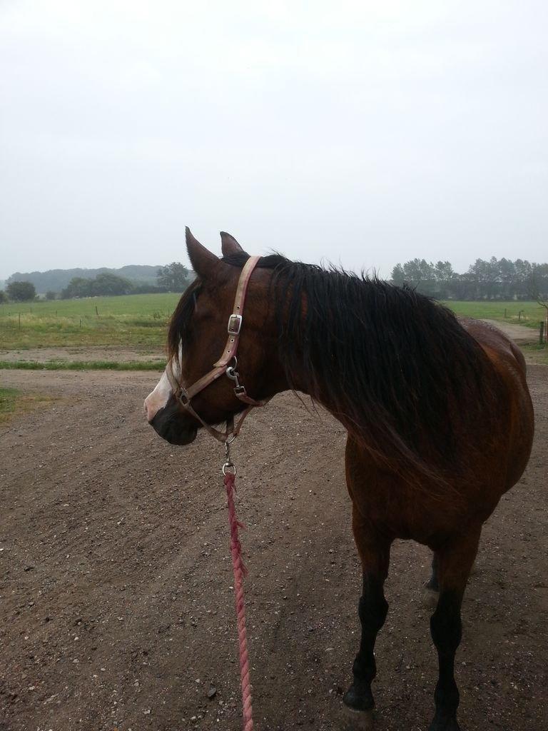 Anden særlig race Celeste (I miss you <3 ) billede 16