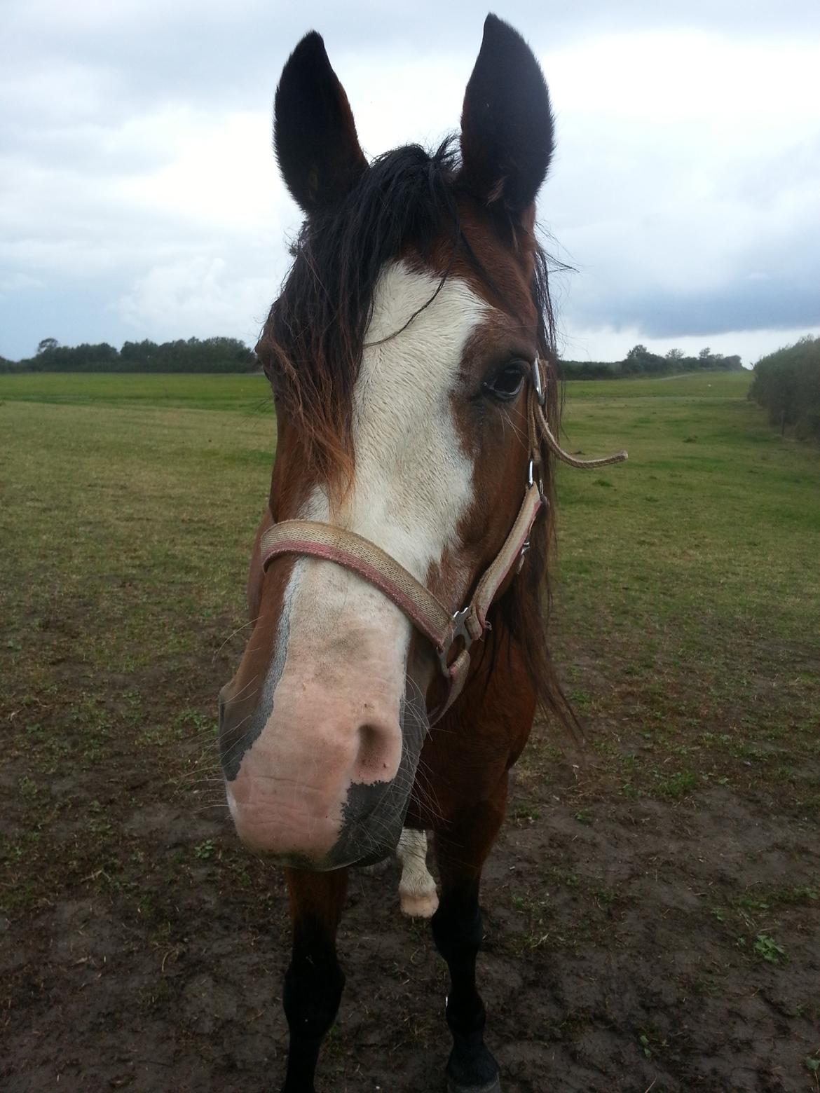 Anden særlig race Celeste (I miss you <3 ) billede 17