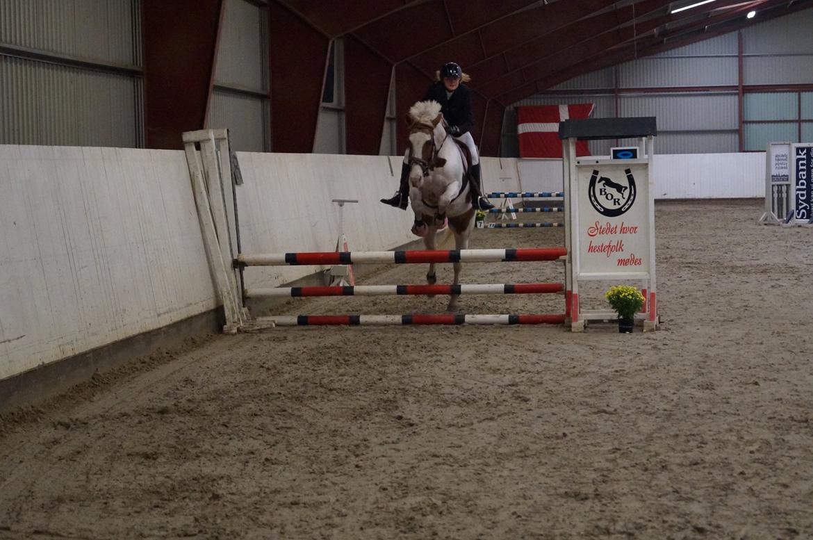 Anden særlig race Åbo 's sweet <3 billede 12