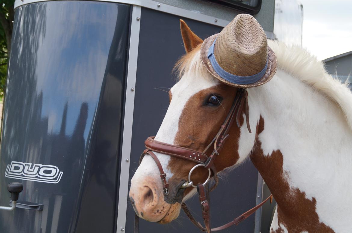 Anden særlig race Åbo 's sweet <3 billede 1