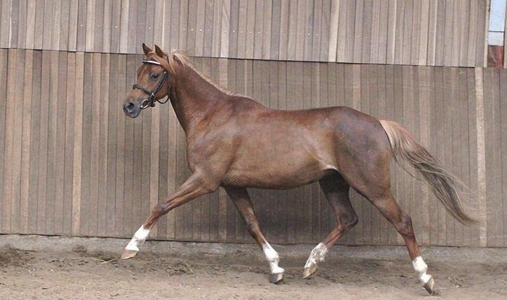 DSP Toftegårdens Belucca - Lækker hoppe billede 4