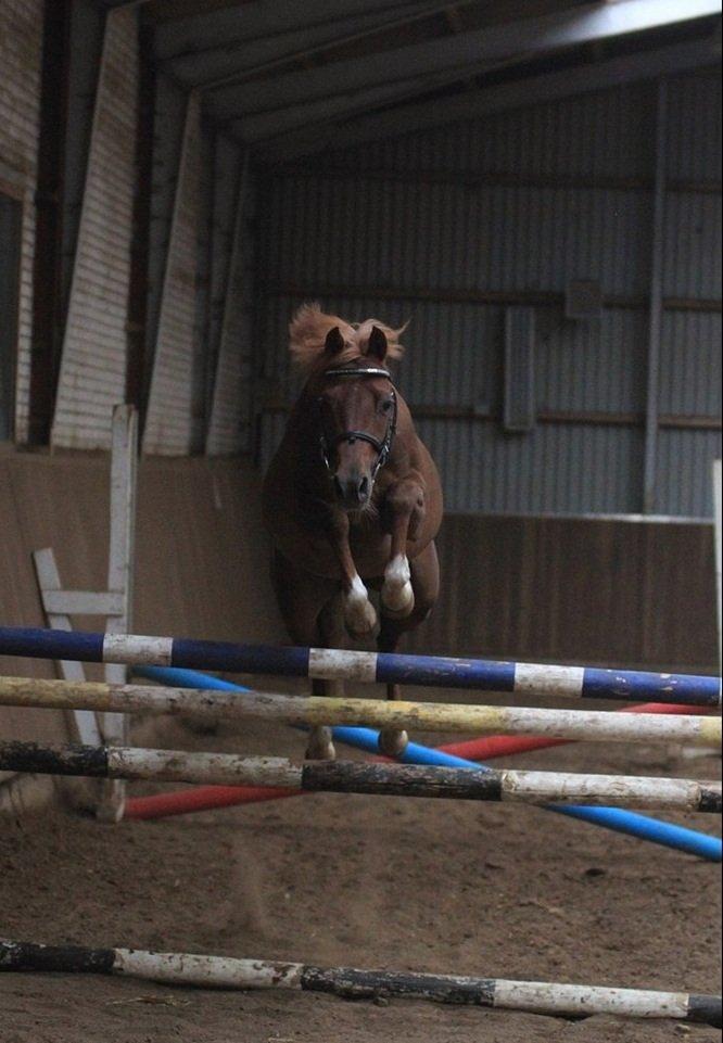 DSP Toftegårdens Belucca billede 5