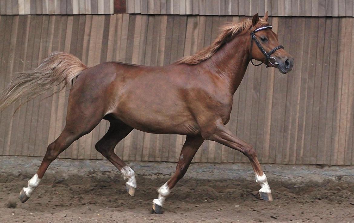 DSP Toftegårdens Belucca billede 6