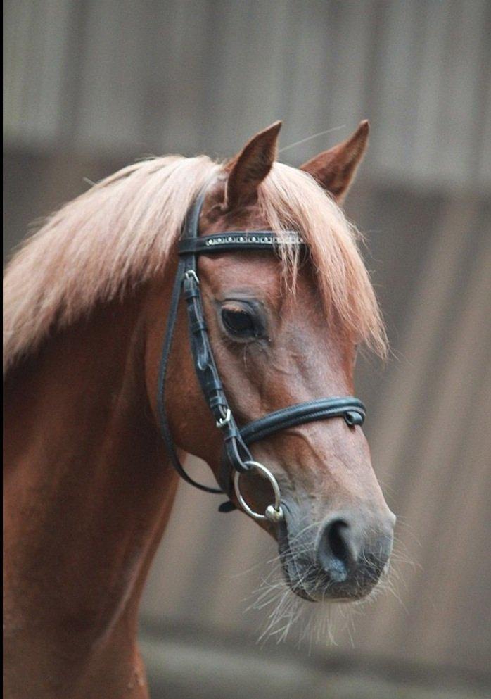 DSP Toftegårdens Belucca billede 7