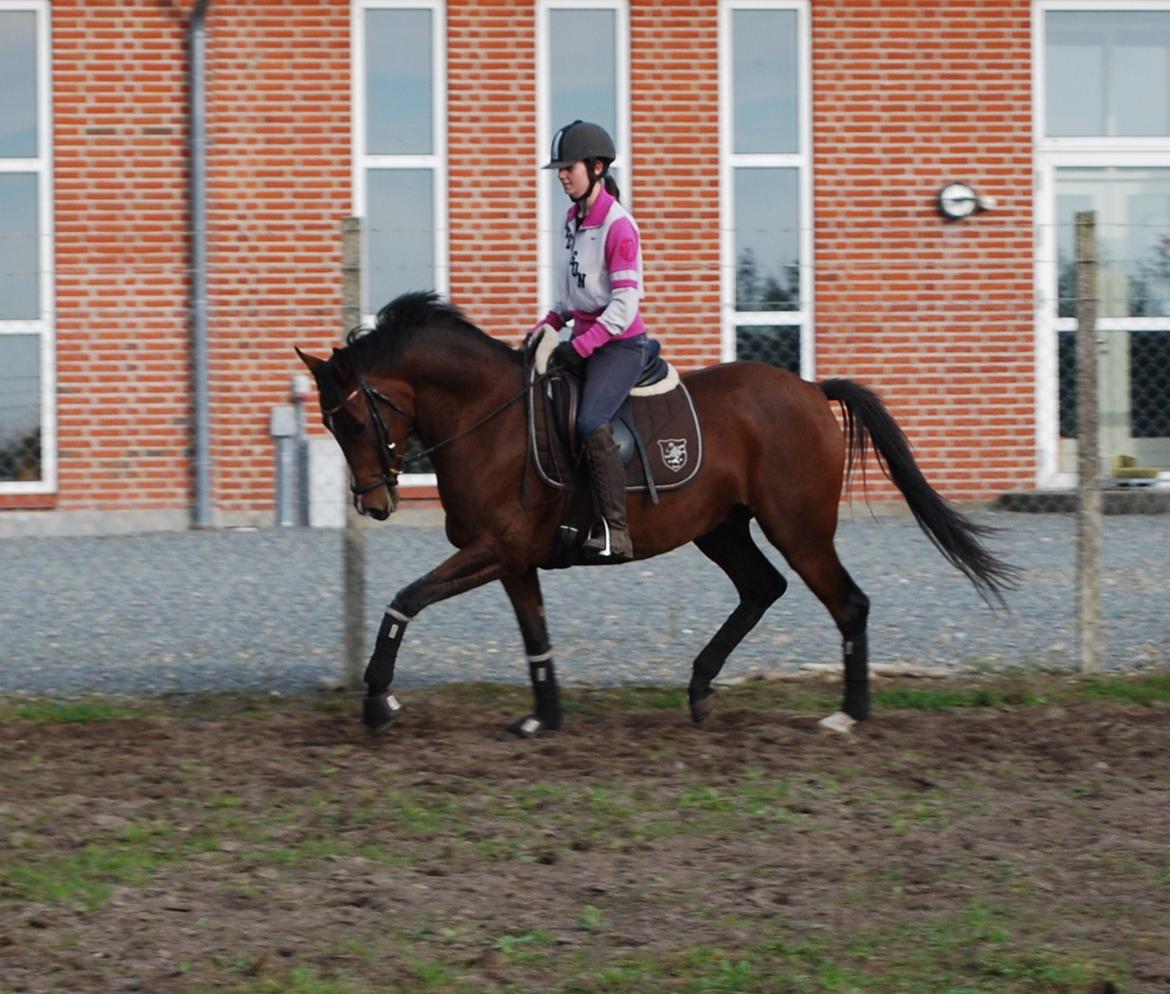 Welsh Partbred (Sec F) Krones Cirkeline billede 1