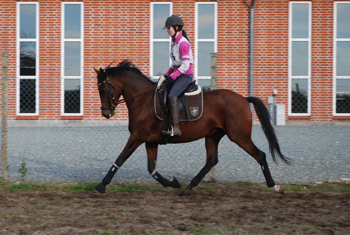 Welsh Partbred (Sec F) Krones Cirkeline billede 2
