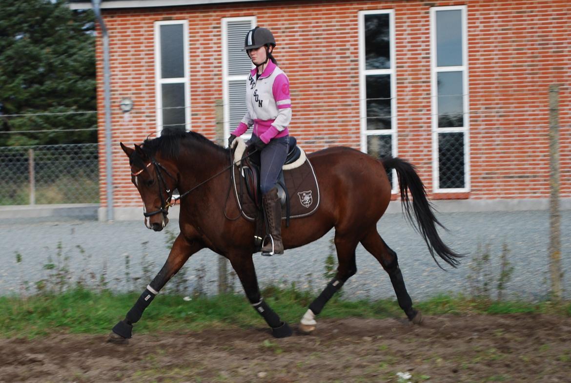 Welsh Partbred (Sec F) Krones Cirkeline billede 3