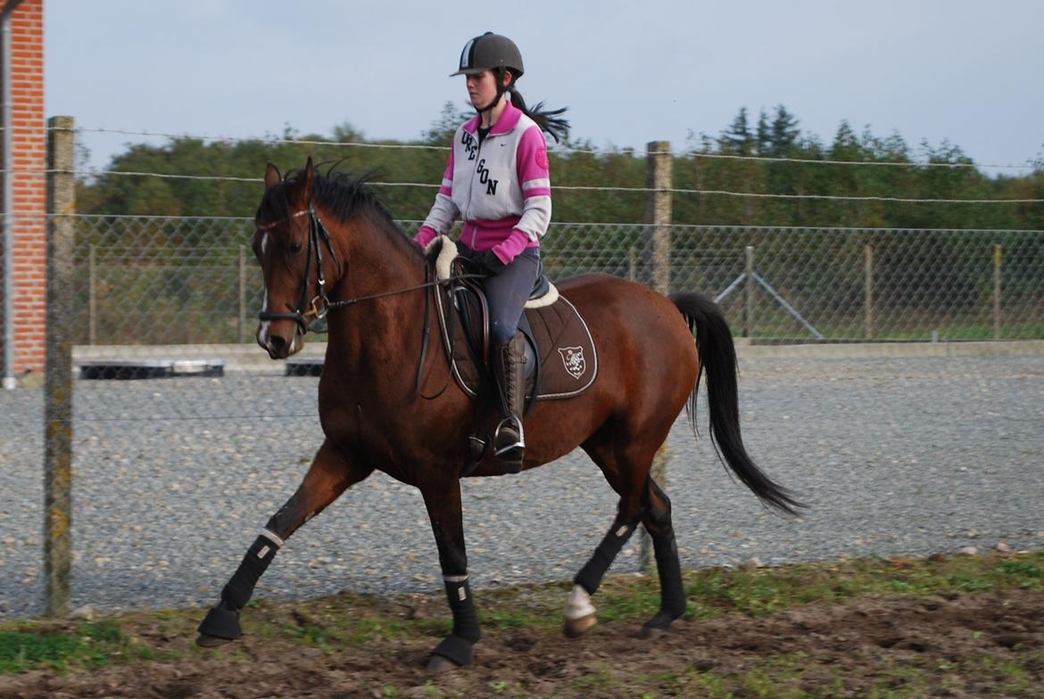 Welsh Partbred (Sec F) Krones Cirkeline billede 4