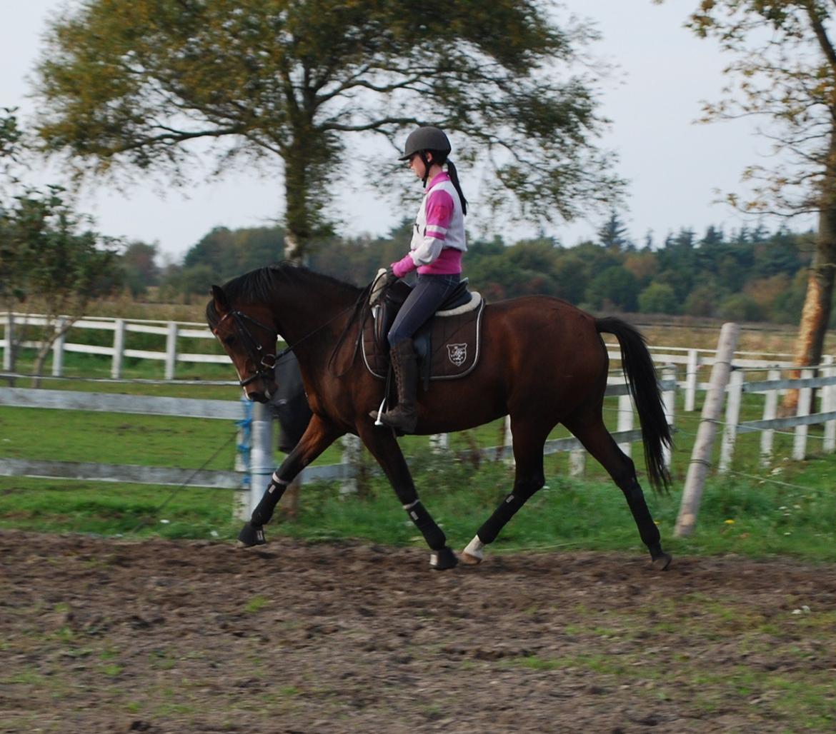 Welsh Partbred (Sec F) Krones Cirkeline billede 5