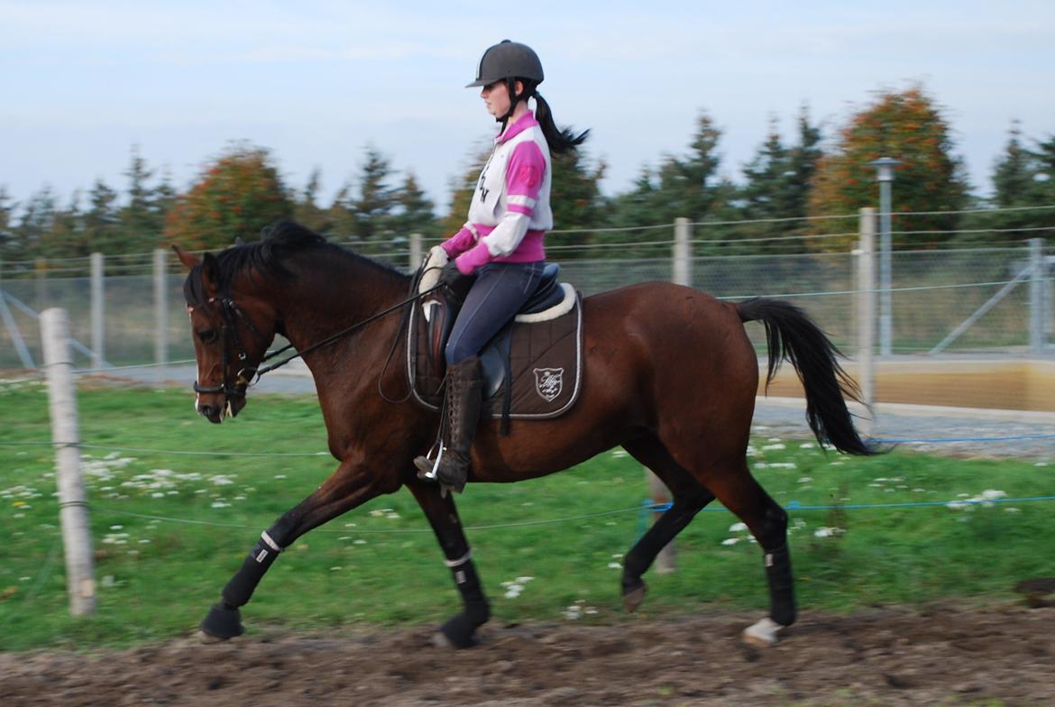 Welsh Partbred (Sec F) Krones Cirkeline billede 6