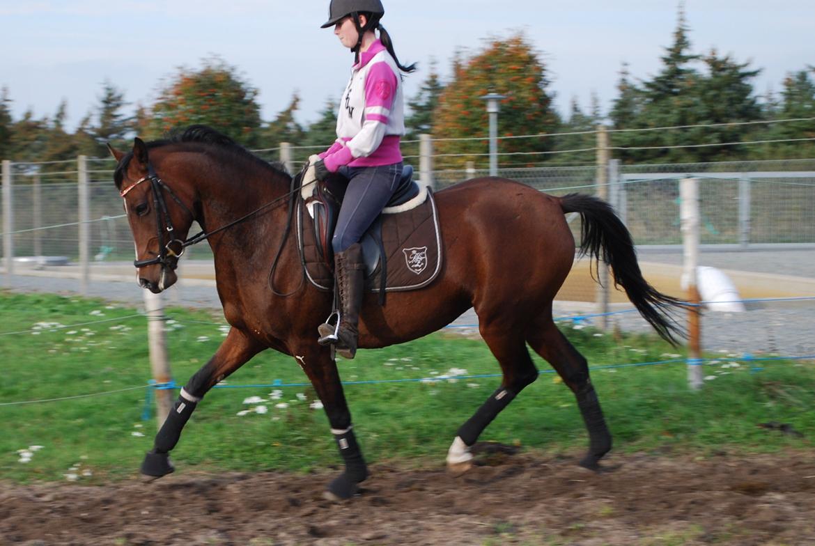 Welsh Partbred (Sec F) Krones Cirkeline billede 7