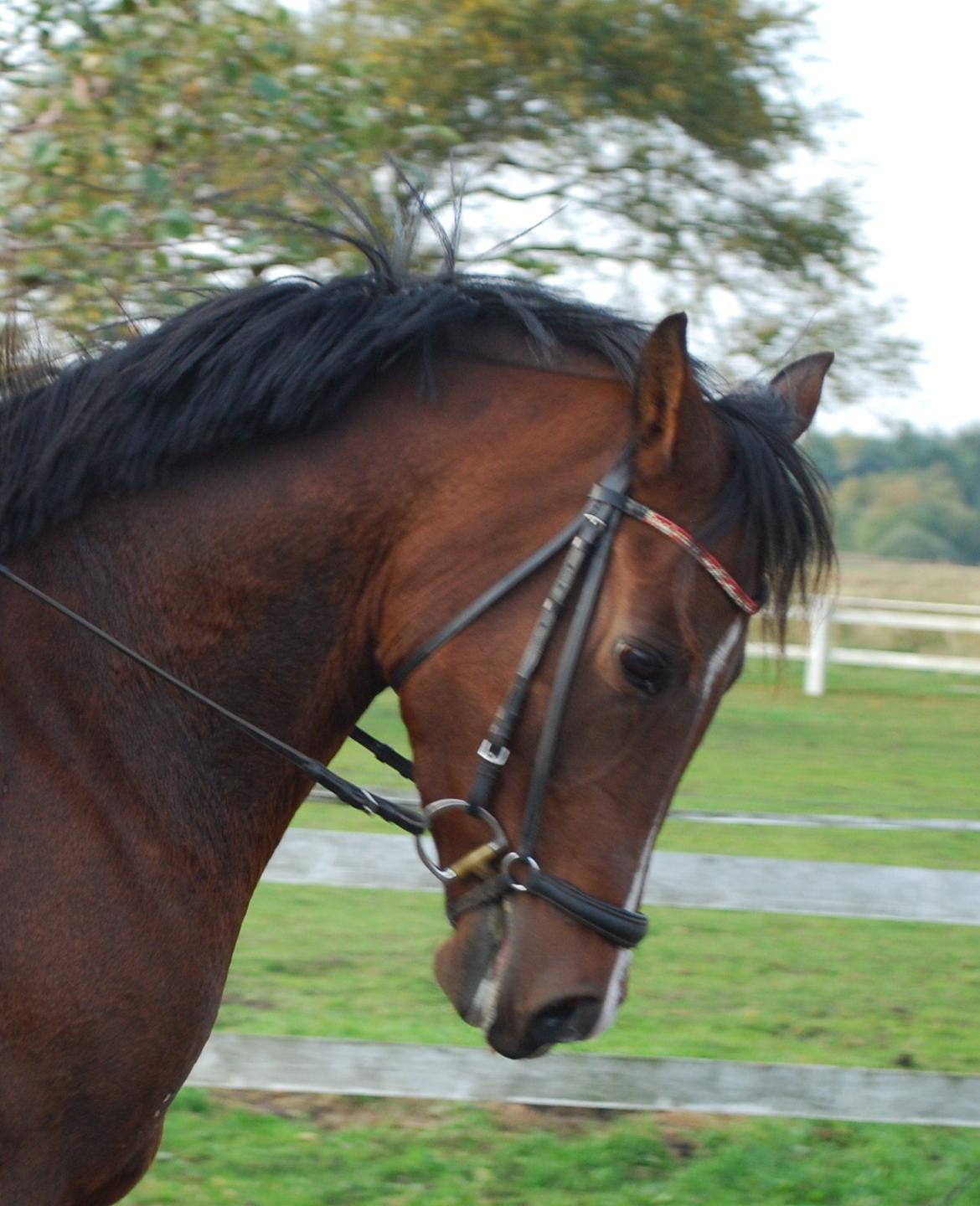 Welsh Partbred (Sec F) Krones Cirkeline billede 8