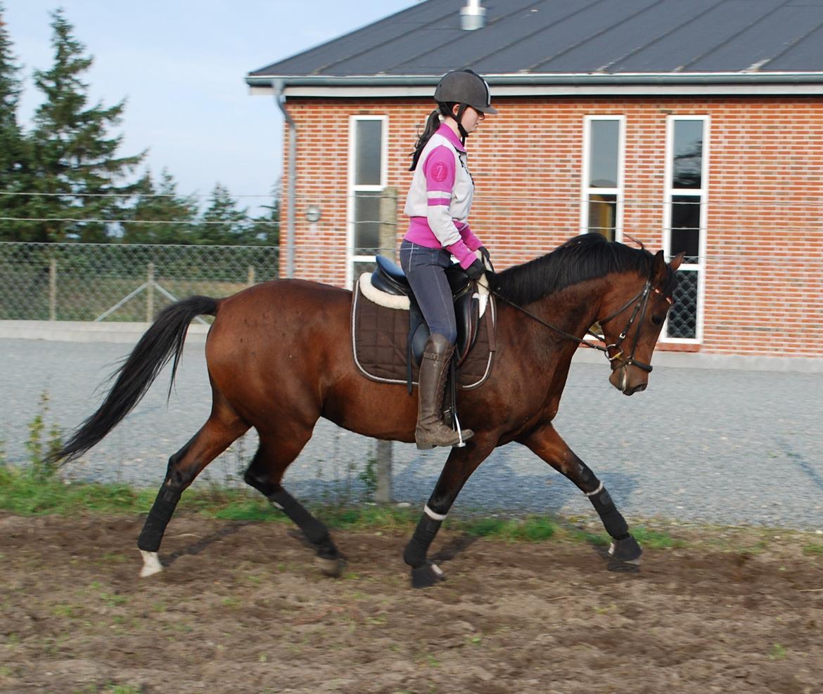Welsh Partbred (Sec F) Krones Cirkeline billede 9