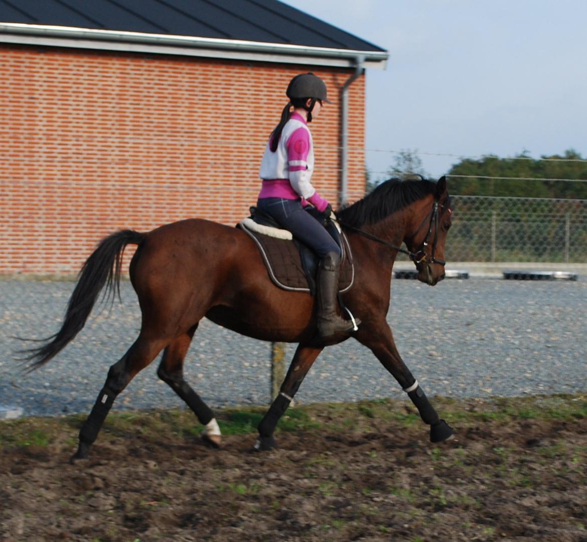 Welsh Partbred (Sec F) Krones Cirkeline billede 10