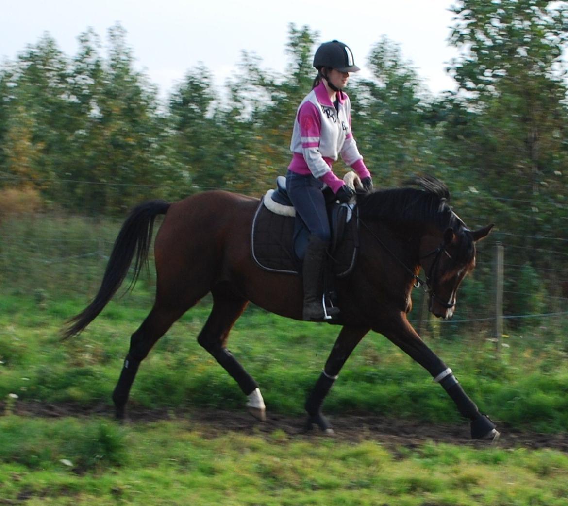 Welsh Partbred (Sec F) Krones Cirkeline billede 11