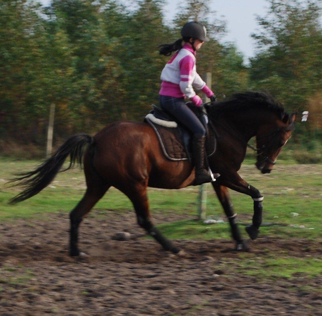 Welsh Partbred (Sec F) Krones Cirkeline billede 12