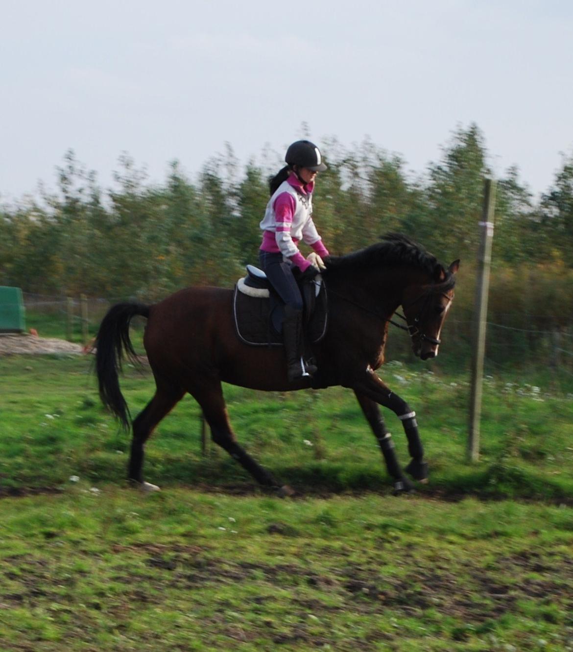 Welsh Partbred (Sec F) Krones Cirkeline billede 13