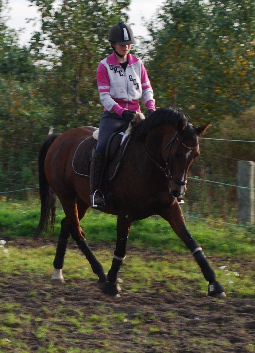 Welsh Partbred (Sec F) Krones Cirkeline billede 14