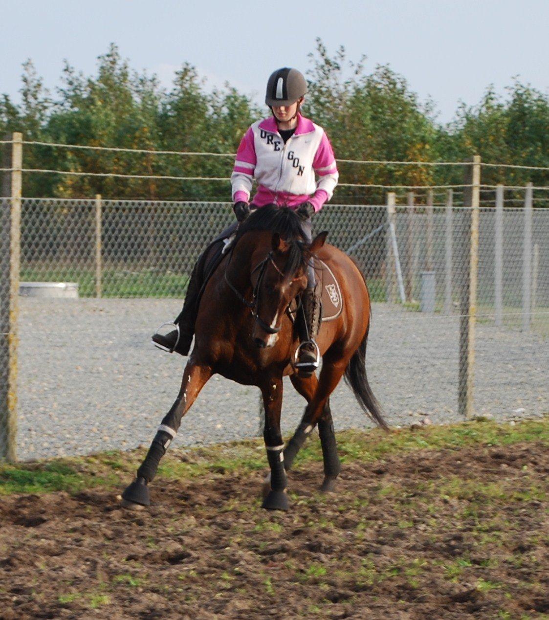 Welsh Partbred (Sec F) Krones Cirkeline billede 15