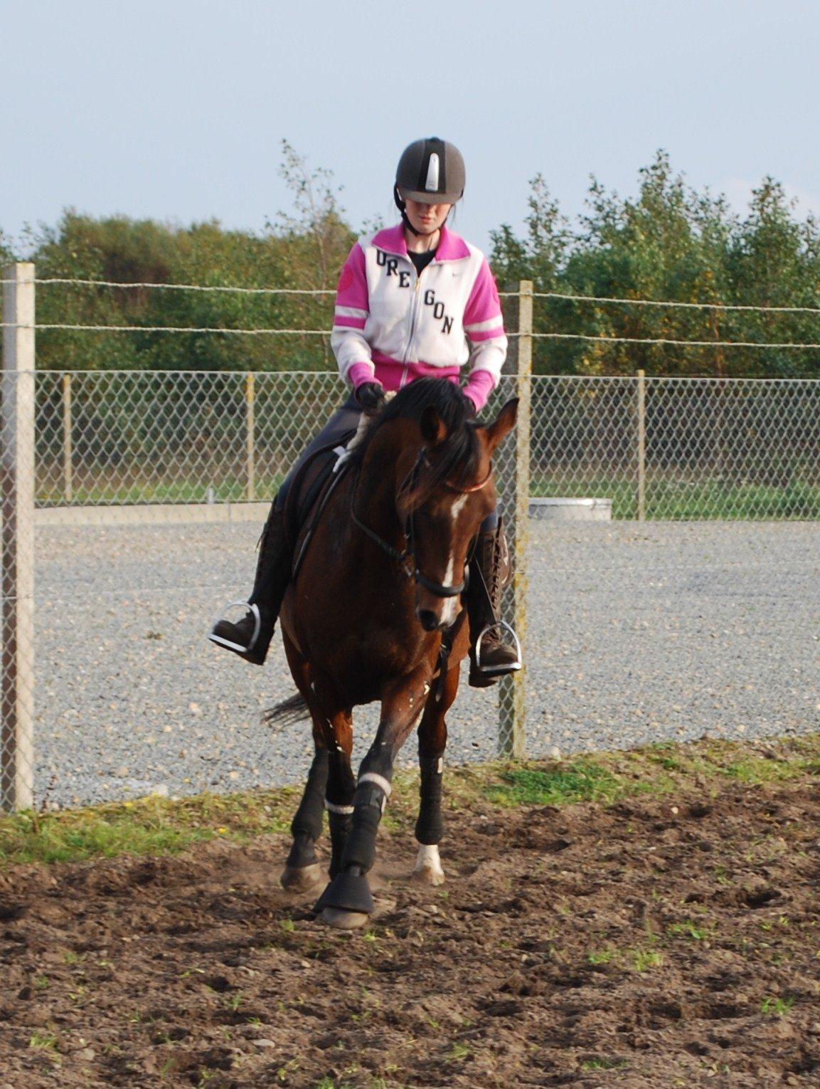 Welsh Partbred (Sec F) Krones Cirkeline billede 16