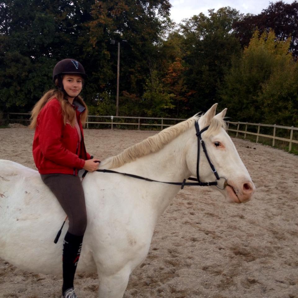 Knabstrupper Kolumbus af Hallundbæk - Velkommen til Kolumbus' profil. Smid gerne en bedømmelse og en kommentar. billede 1