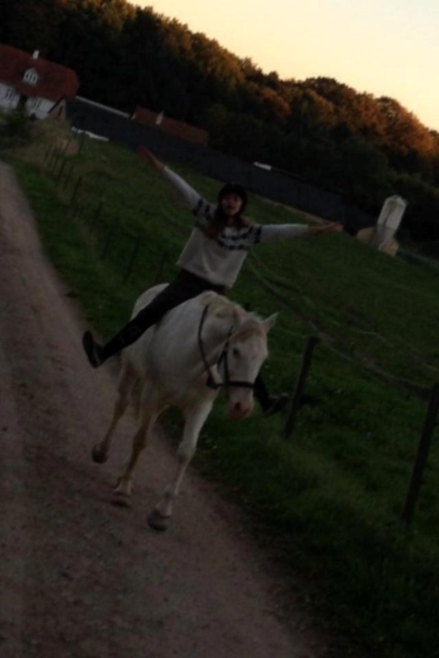 Knabstrupper Kolumbus af Hallundbæk - Horses lend us the wings we lack. - Skridter Kolumbus op til fold, og har lige et 'moment'. billede 5