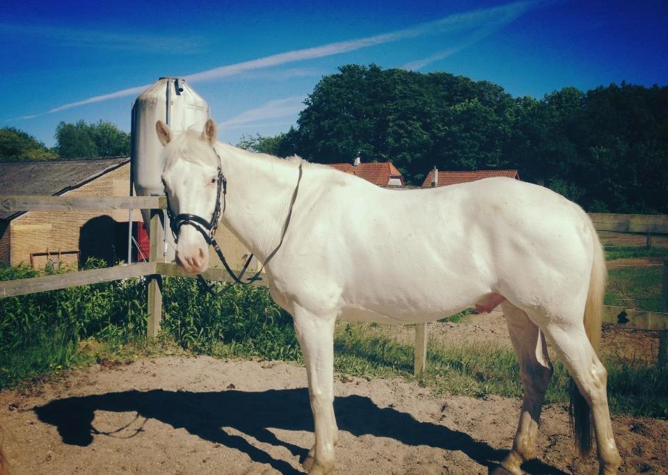 Knabstrupper Kolumbus af Hallundbæk - Den smukkeste lille ko-hest. Han ligner en rigtig professionel til at stå pænt. billede 6