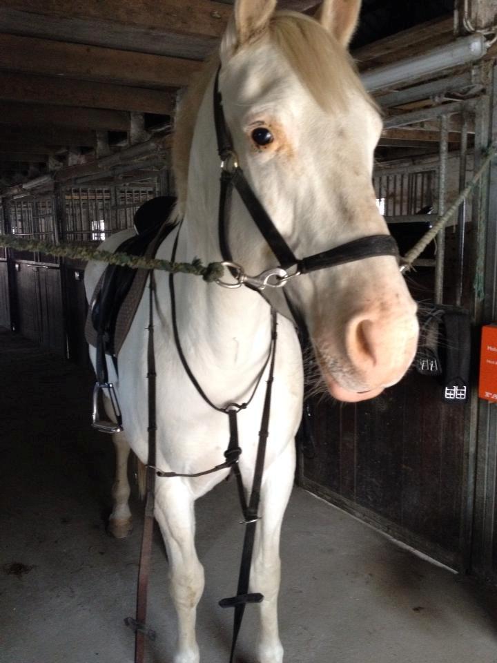 Knabstrupper Kolumbus af Hallundbæk - I'd rather have a goddam horse.  A horse is at least human, for God's sake. - Kolumbus spiller lidt lækker inden vi rider en tur i skoven. billede 18
