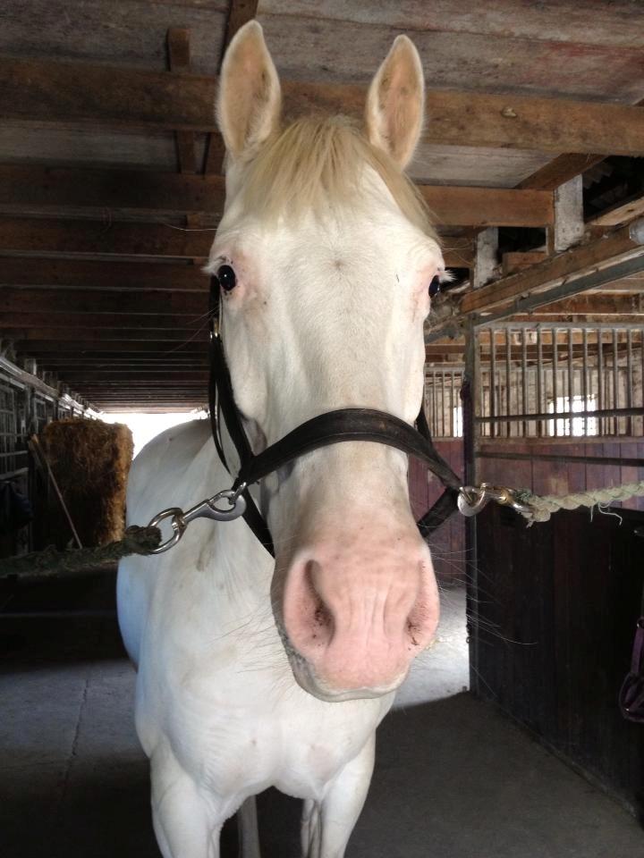 Knabstrupper Kolumbus af Hallundbæk - A horse can lend its rider the speed and strength he or she lacks, but the rider who is wise remembers it is no more than a loan. billede 2