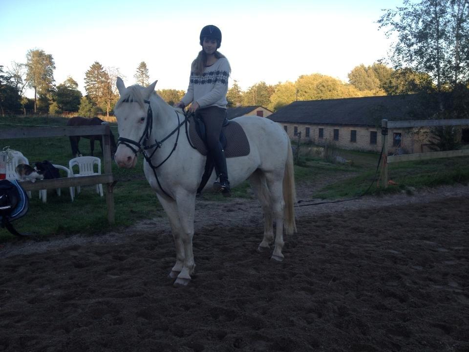 Knabstrupper Kolumbus af Hallundbæk - To ride a horse is to ride the sky. - Efter en god tur på banen. billede 9
