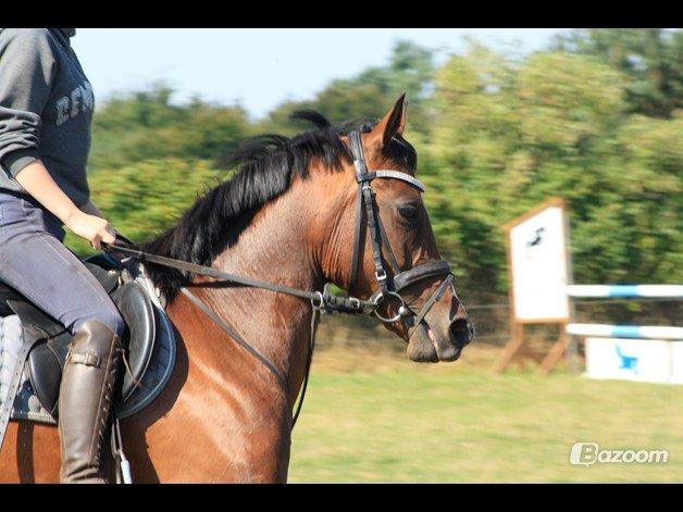 Welsh Partbred (Sec F) Krones Cirkeline billede 17