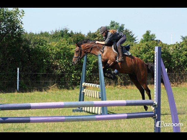 Welsh Partbred (Sec F) Krones Cirkeline billede 18