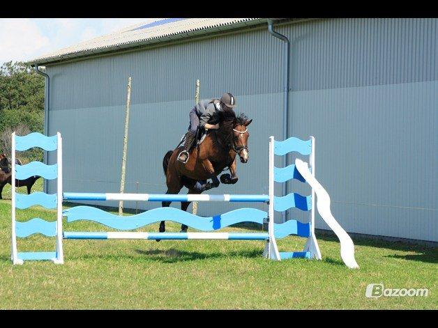 Welsh Partbred (Sec F) Krones Cirkeline billede 19