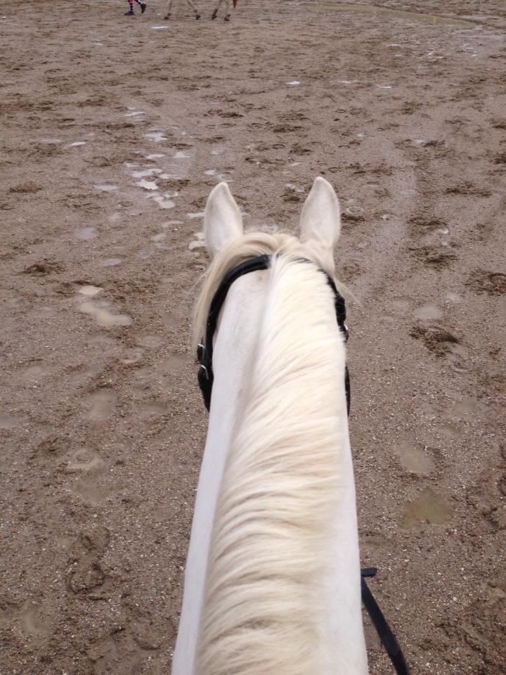 Knabstrupper Kolumbus af Hallundbæk - Den bedste udsigt der findes.  billede 4