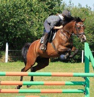 Welsh Partbred (Sec F) Krones Cirkeline billede 20