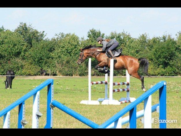 Welsh Partbred (Sec F) Krones Cirkeline billede 21