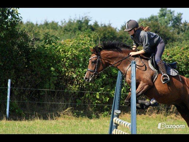 Welsh Partbred (Sec F) Krones Cirkeline billede 22