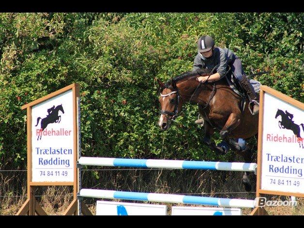 Welsh Partbred (Sec F) Krones Cirkeline billede 23