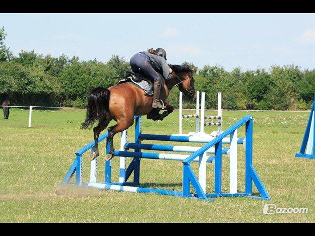 Welsh Partbred (Sec F) Krones Cirkeline billede 24