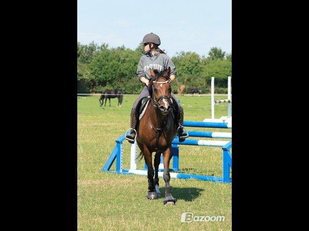 Welsh Partbred (Sec F) Krones Cirkeline billede 25